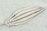Scytalocrinus Crinoid With Long Stem - Crawfordsville, Indiana #87978-1